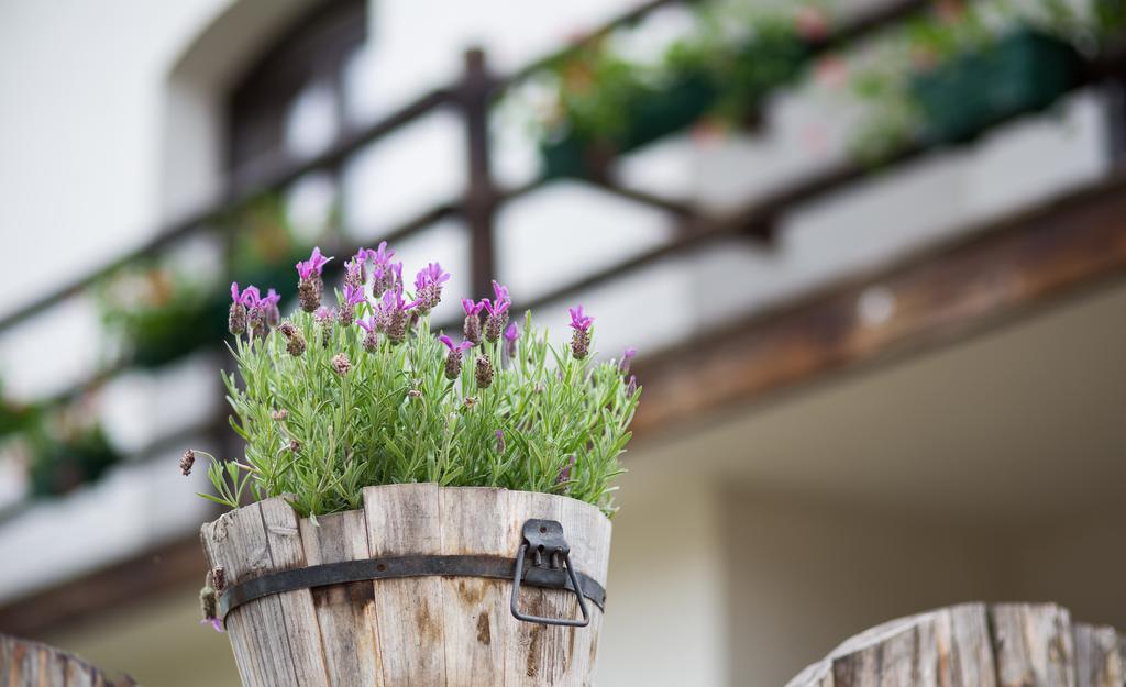 Casa Mosului - Transfagarasan Bed & Breakfast Cîrţişoara Buitenkant foto
