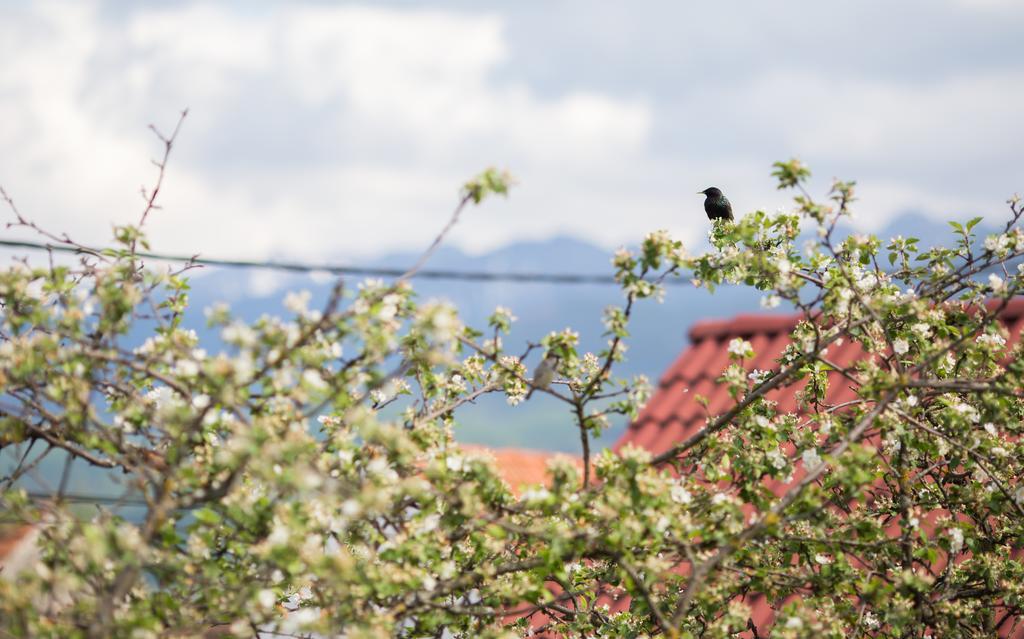 Casa Mosului - Transfagarasan Bed & Breakfast Cîrţişoara Buitenkant foto