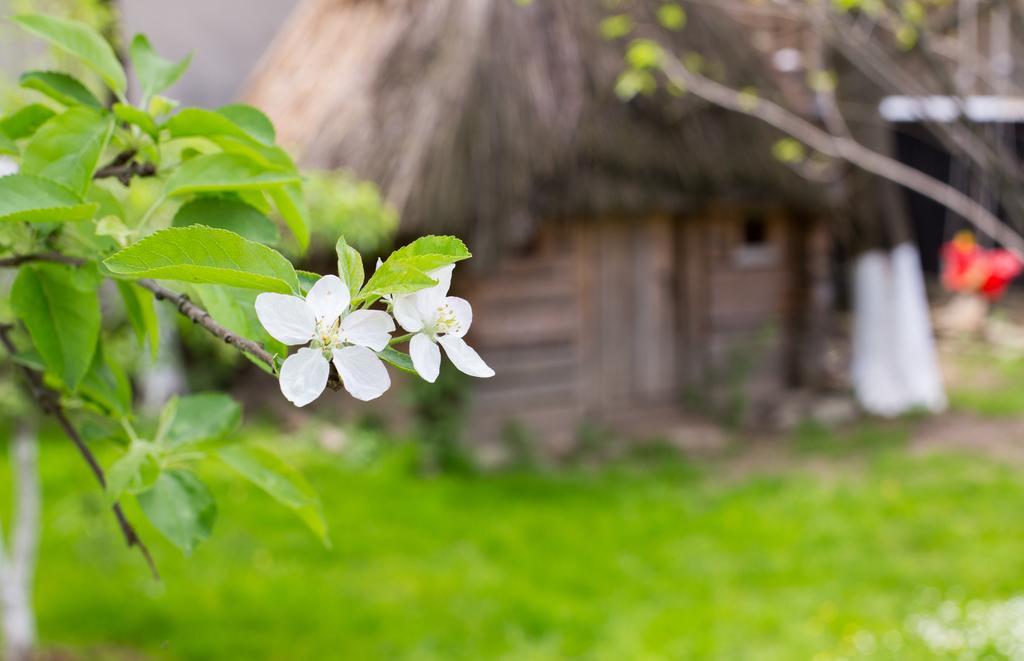 Casa Mosului - Transfagarasan Bed & Breakfast Cîrţişoara Buitenkant foto